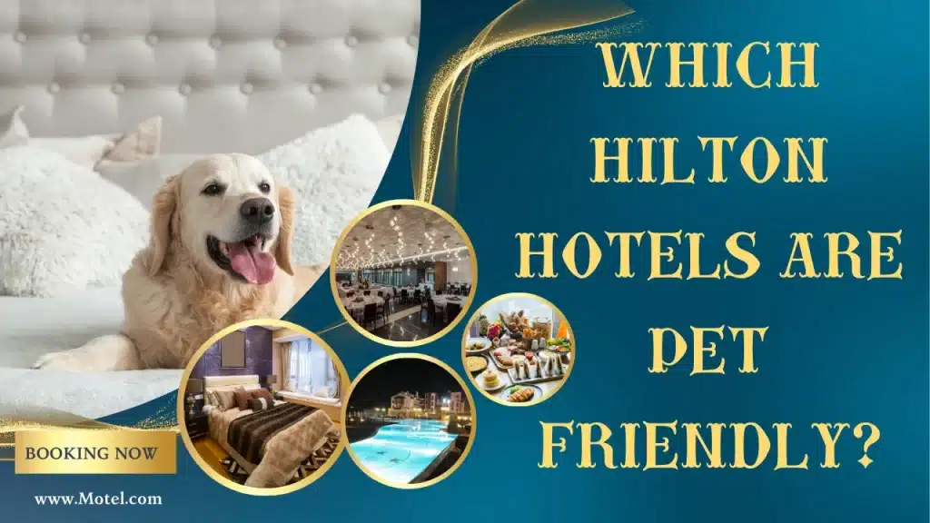 Which Hilton Hotels Are Pet Friendly?