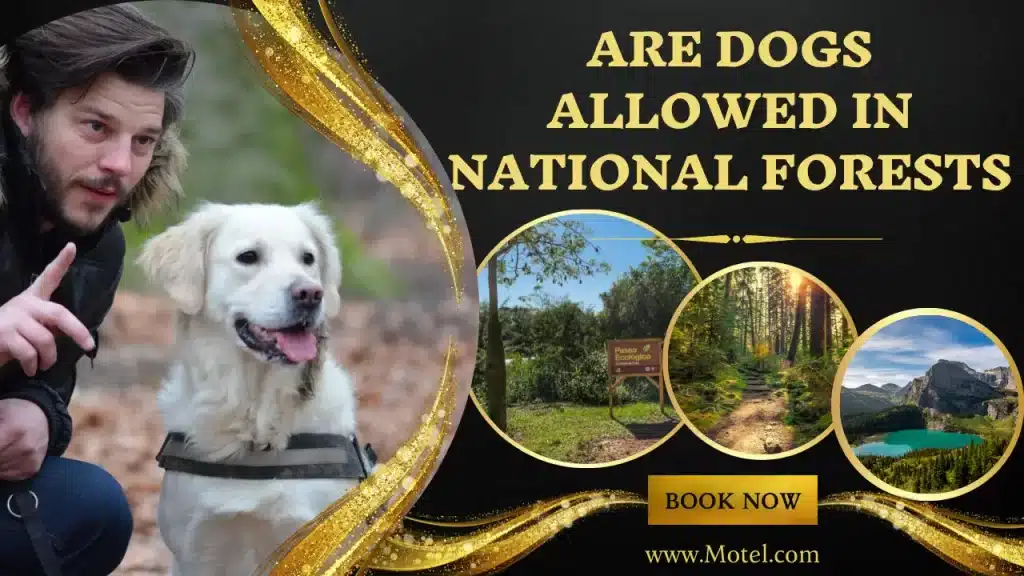 Are dogs allowed in national forests? Top 5 Parks For Your Dog-friendly Tour!