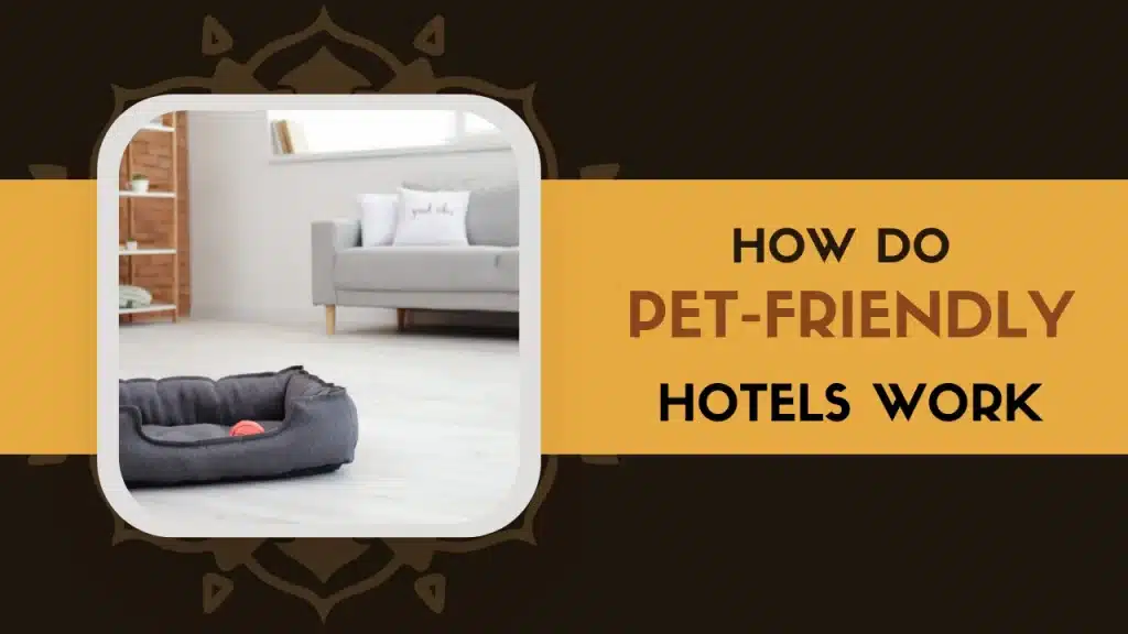 How Do Pet-Friendly Hotels Work A complete Guide for travellers