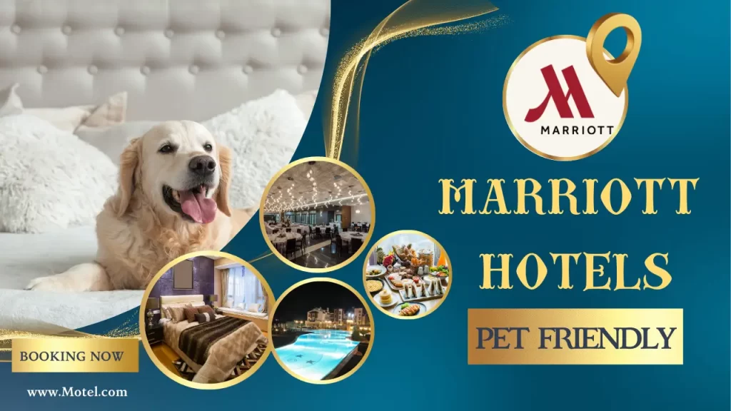 Which Marriott Hotels Are Pet Friendly? Top 10 Pet-Friendly Marriot Hotels