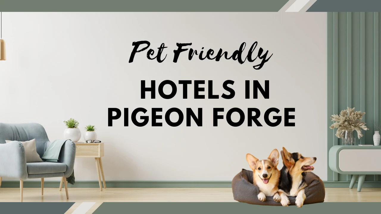 Pet Friendly Hotels In Pigeon Forge - Updated List