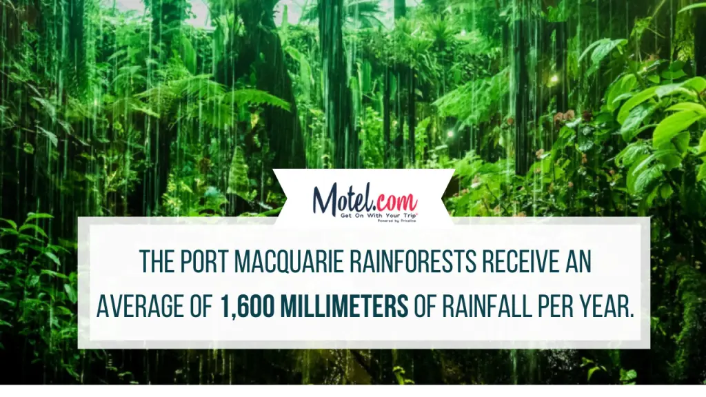 The-Port-Macquarie-rainforests-receive-an-average-of-1600-millimeters-of-rainfall-per-year